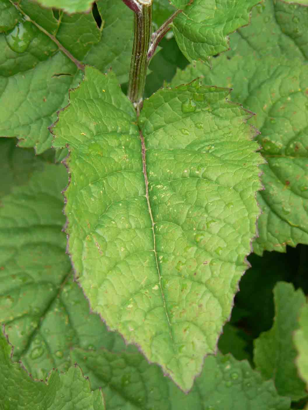 Jacobaea alpina / Senecione alpino